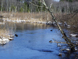 ducks-on-elizabeth-brook.jpg